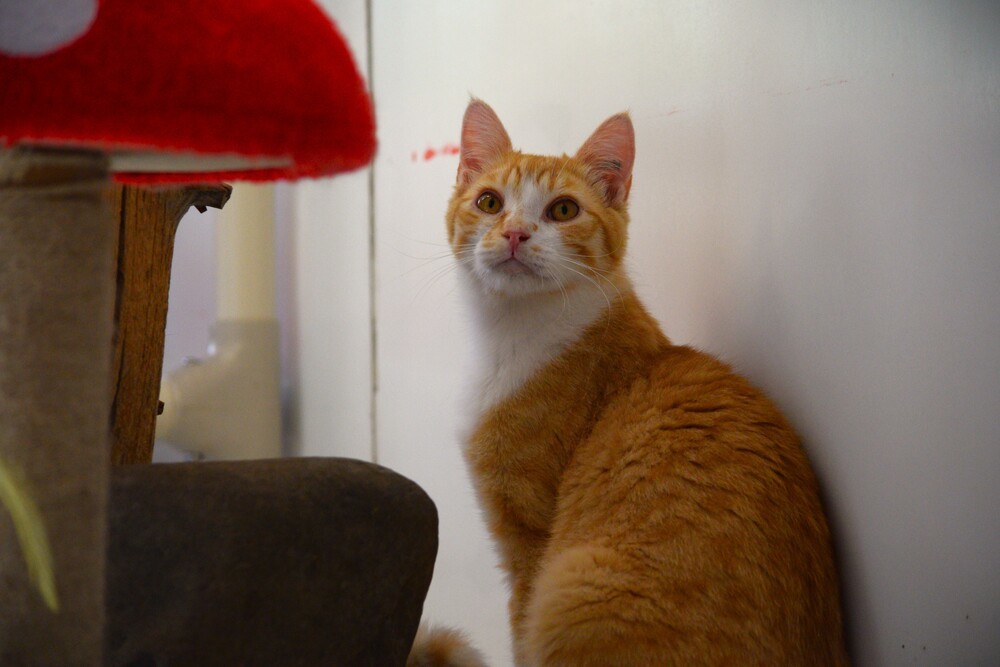 Ryuk, an adoptable Domestic Short Hair in Salmon, ID, 83467 | Photo Image 5