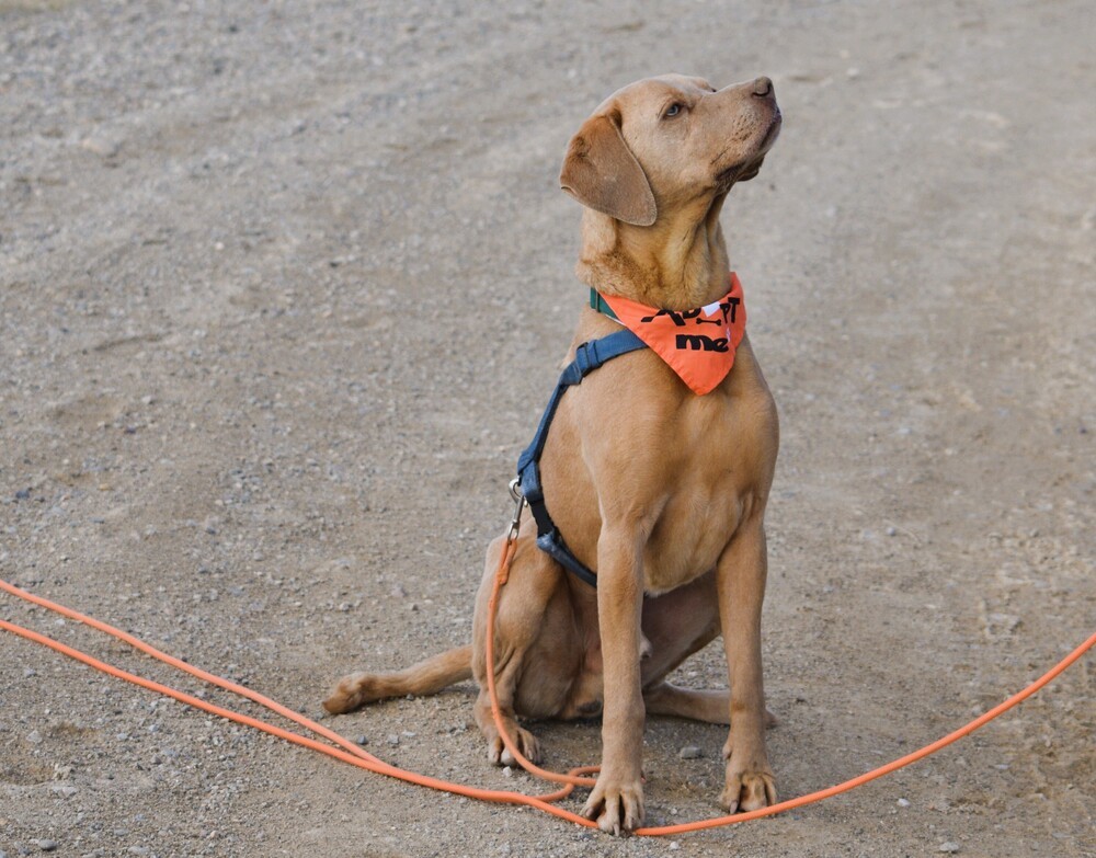 Zeus, an adoptable Weimaraner, Labrador Retriever in Salmon, ID, 83467 | Photo Image 1