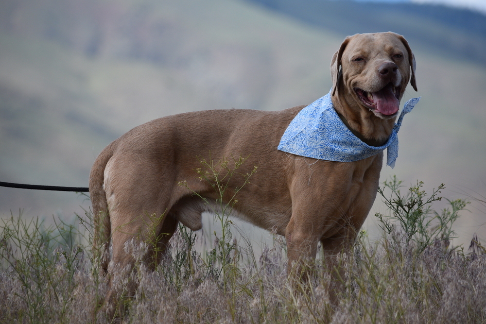 Zeus, an adoptable Weimaraner, Labrador Retriever in Salmon, ID, 83467 | Photo Image 3