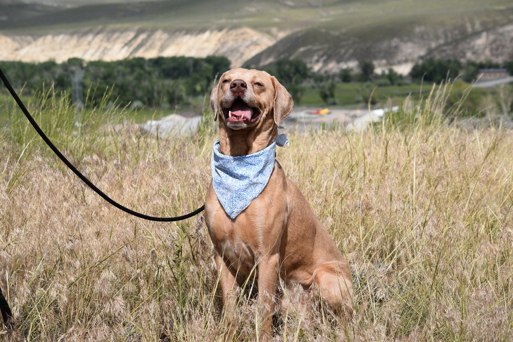 Zeus, an adoptable Weimaraner, Labrador Retriever in Salmon, ID, 83467 | Photo Image 4