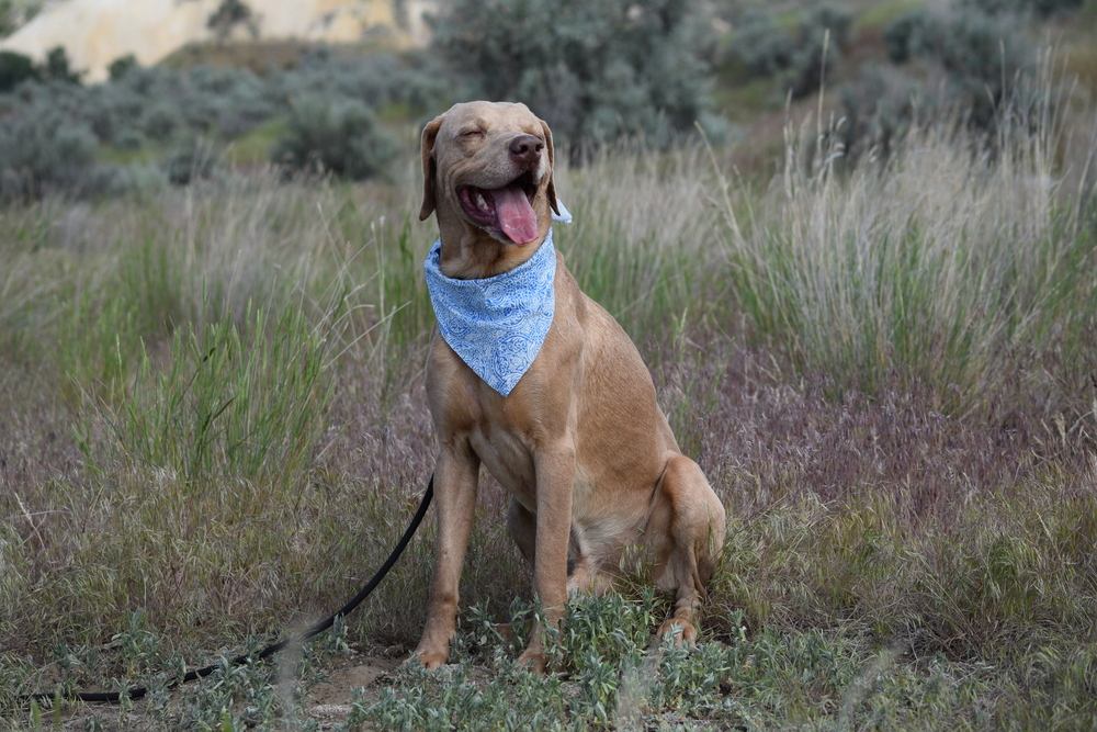 Zeus, an adoptable Weimaraner, Labrador Retriever in Salmon, ID, 83467 | Photo Image 5