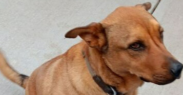 Titan, an adoptable Collie, Mixed Breed in Fort Lupton, CO, 80621 | Photo Image 1