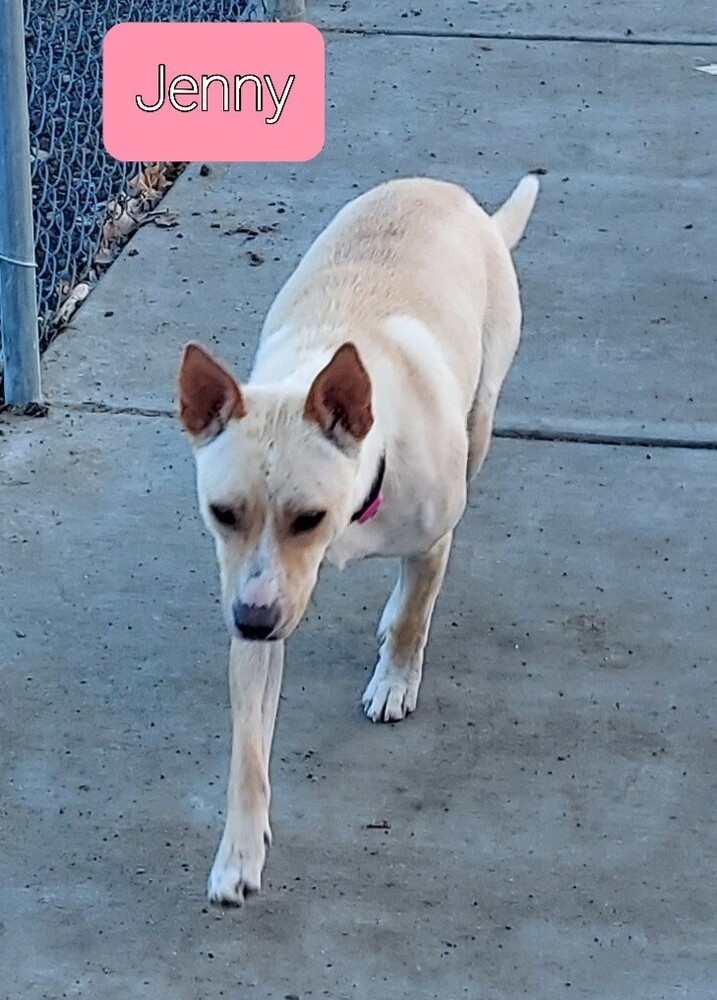 Titan, an adoptable Collie, Mixed Breed in Fort Lupton, CO, 80621 | Photo Image 2