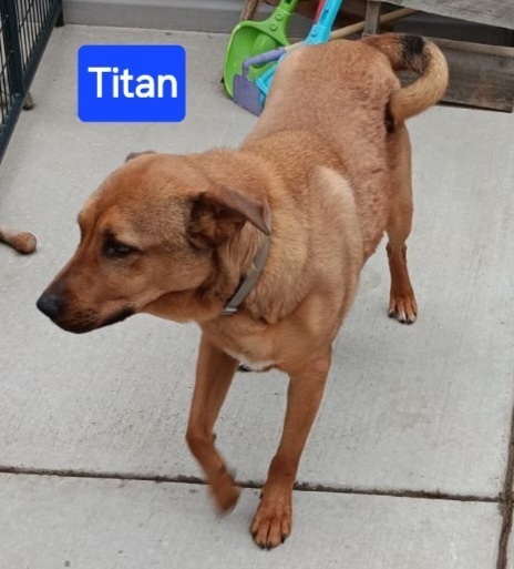Titan, an adoptable Collie, Mixed Breed in Fort Lupton, CO, 80621 | Photo Image 3