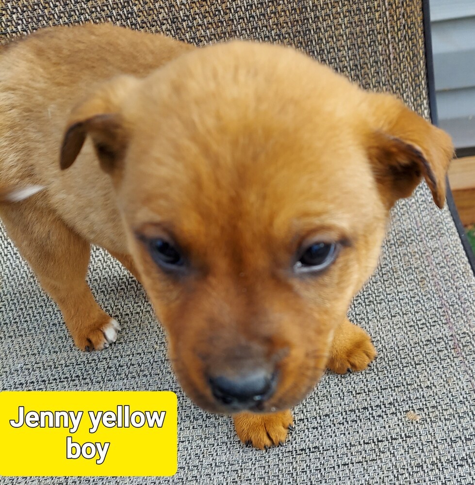 Titan, an adoptable Collie, Mixed Breed in Fort Lupton, CO, 80621 | Photo Image 4