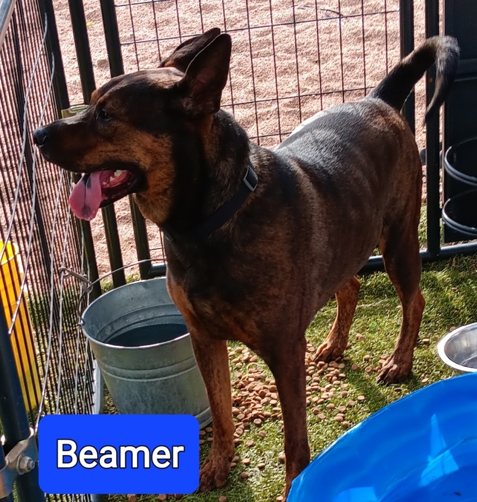 Beamer (New Mexico green), an adoptable Doberman Pinscher in Fort Lupton, CO, 80621 | Photo Image 1