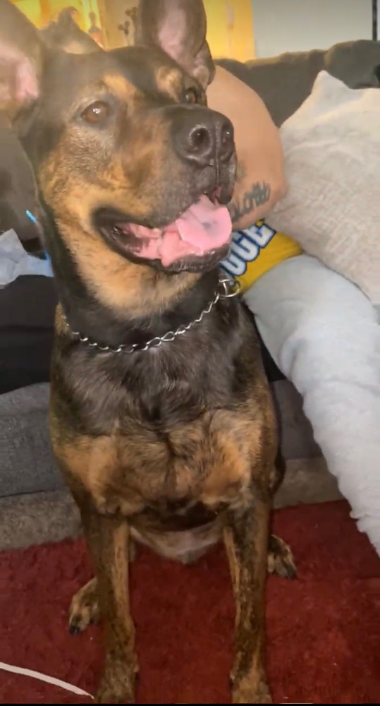 Beamer (New Mexico green), an adoptable Doberman Pinscher in Fort Lupton, CO, 80621 | Photo Image 2