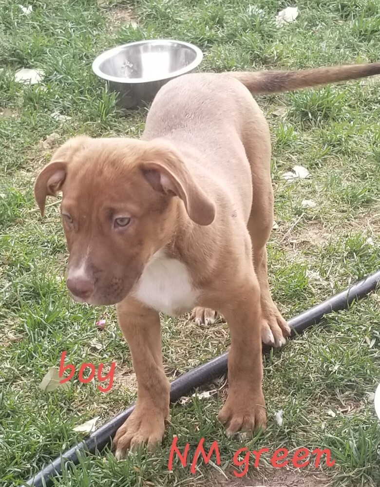 Beamer (New Mexico green), an adoptable Doberman Pinscher in Fort Lupton, CO, 80621 | Photo Image 3