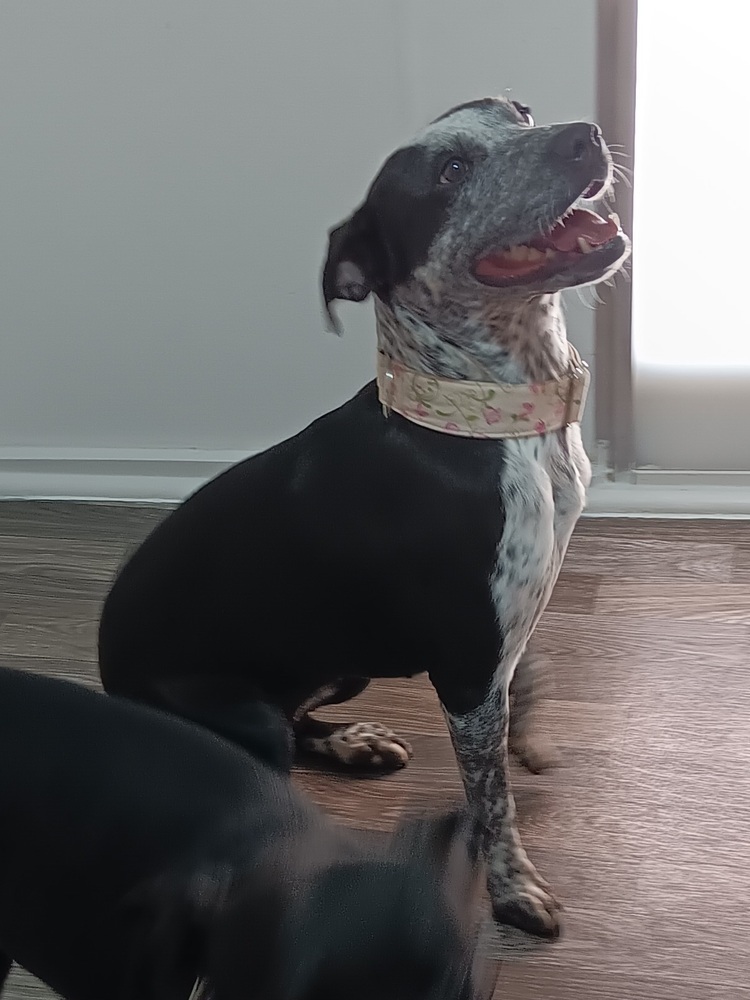 Brush pink flowers, an adoptable Australian Cattle Dog / Blue Heeler in Fort Lupton, CO, 80621 | Photo Image 1