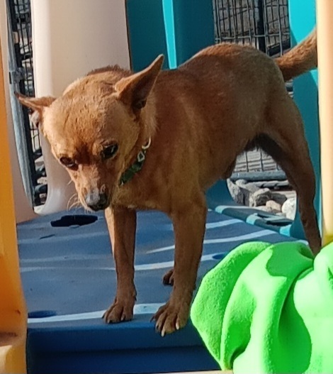 Cheech, an adoptable Chihuahua in Fort Lupton, CO, 80621 | Photo Image 1