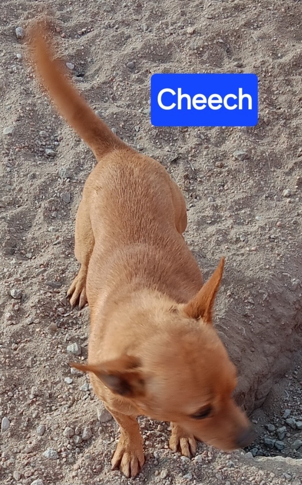 Cheech, an adoptable Chihuahua in Fort Lupton, CO, 80621 | Photo Image 2