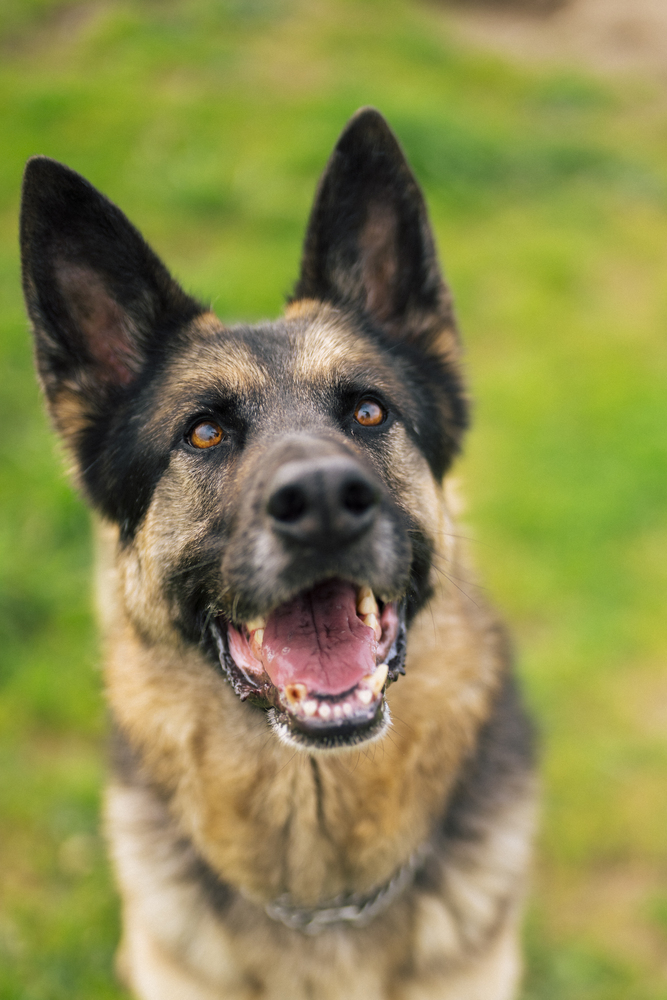 Ramsey, an adoptable German Shepherd Dog in Fulton, CA, 95439 | Photo Image 1