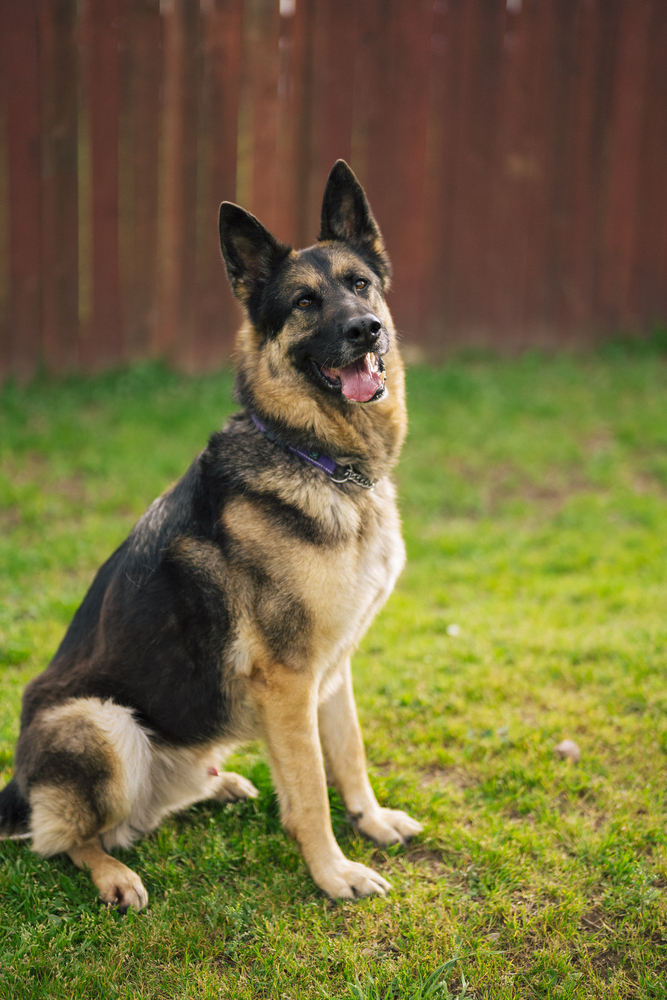 Ramsey, an adoptable German Shepherd Dog in Fulton, CA, 95439 | Photo Image 2