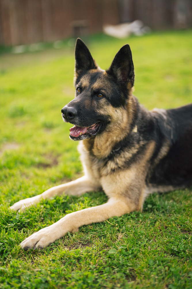 Ramsey, an adoptable German Shepherd Dog in Fulton, CA, 95439 | Photo Image 3