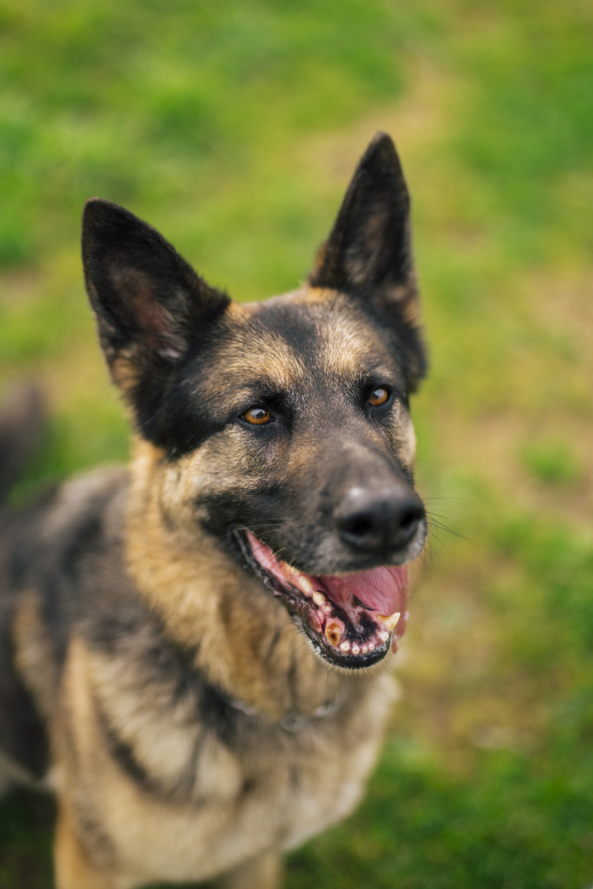 Ramsey, an adoptable German Shepherd Dog in Fulton, CA, 95439 | Photo Image 4