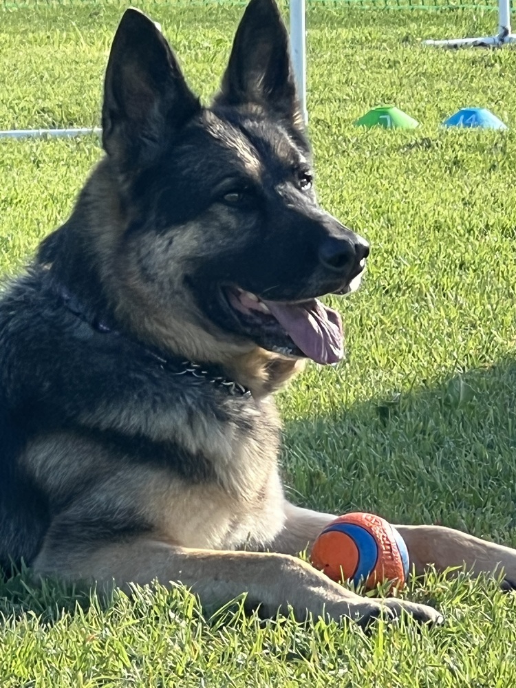 Ramsey, an adoptable German Shepherd Dog in Fulton, CA, 95439 | Photo Image 5