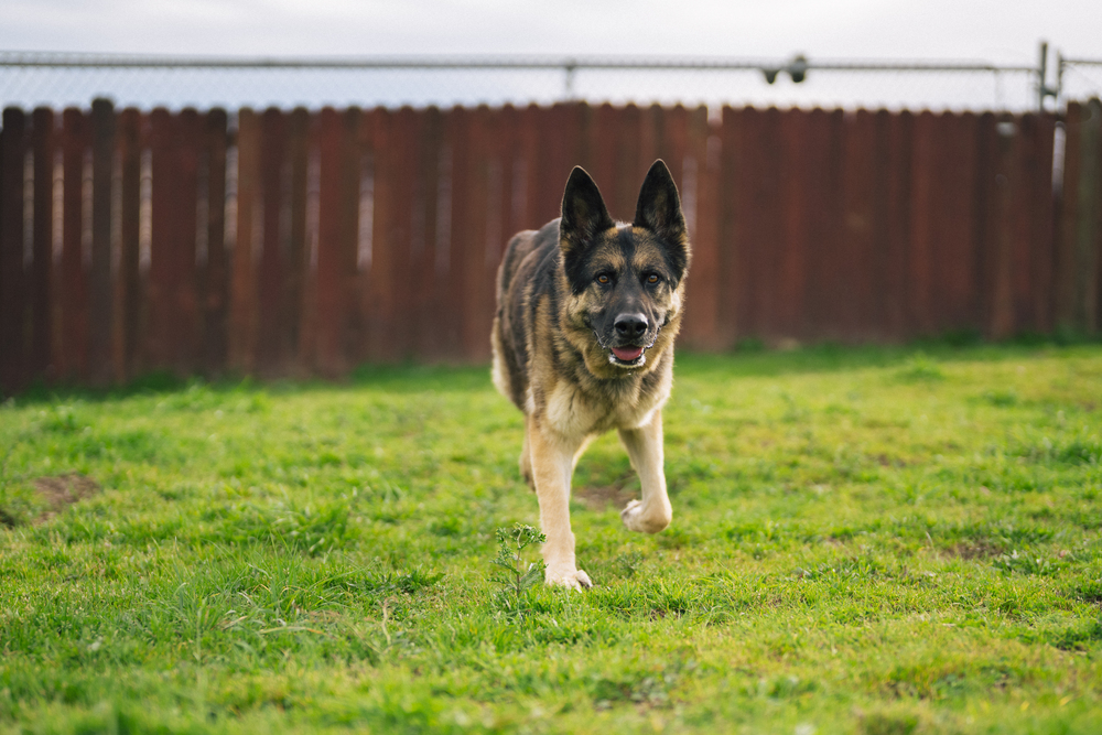 Ramsey, an adoptable German Shepherd Dog in Fulton, CA, 95439 | Photo Image 6