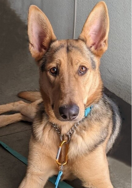 Boone, an adoptable German Shepherd Dog in Fulton, CA, 95439 | Photo Image 1