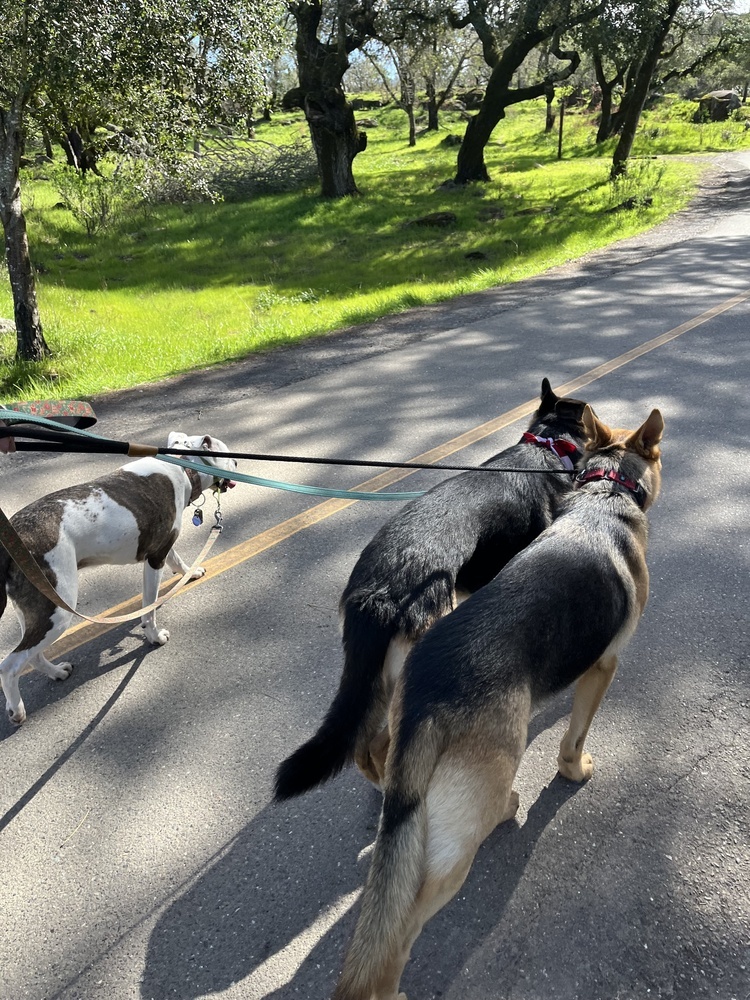 Boone, an adoptable German Shepherd Dog in Fulton, CA, 95439 | Photo Image 2