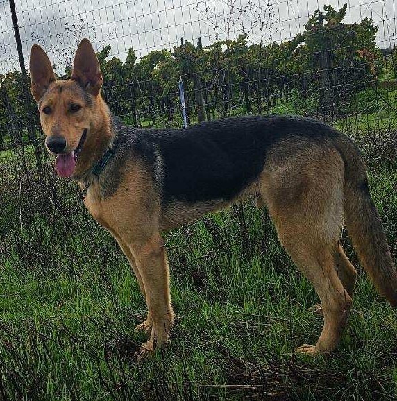 Boone, an adoptable German Shepherd Dog in Fulton, CA, 95439 | Photo Image 3