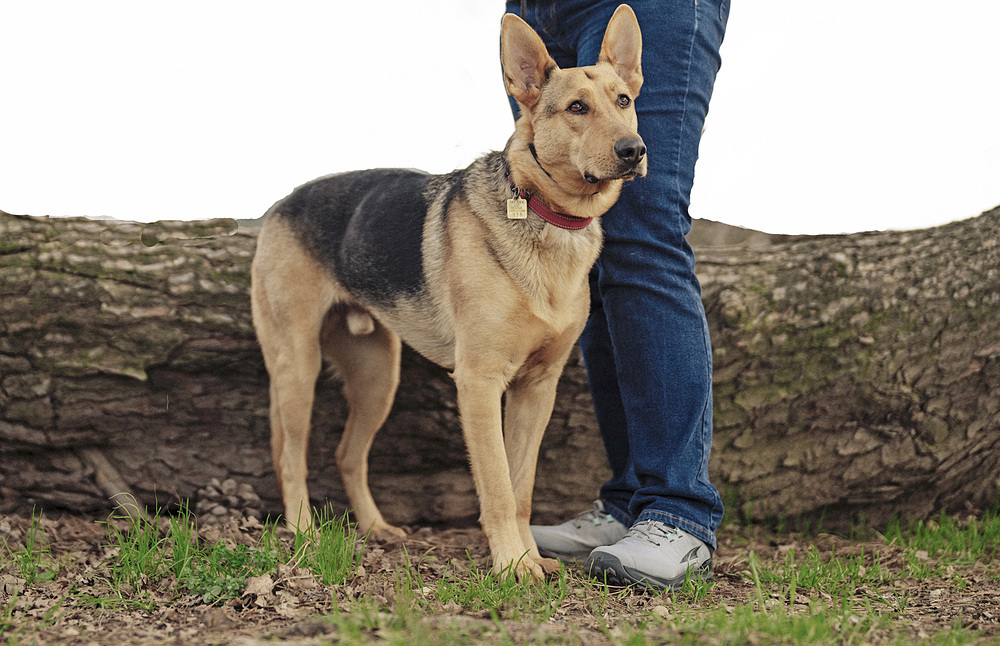 Boone, an adoptable German Shepherd Dog in Fulton, CA, 95439 | Photo Image 3