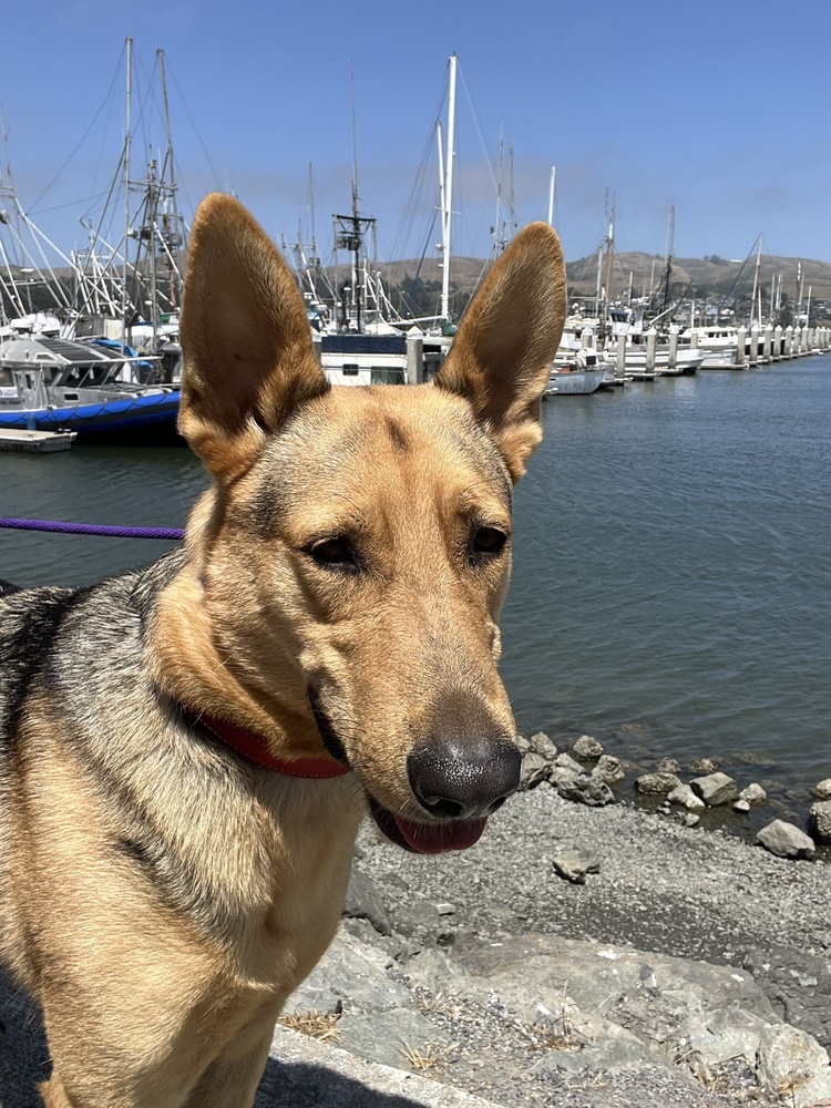 Boone, an adoptable German Shepherd Dog in Fulton, CA, 95439 | Photo Image 5