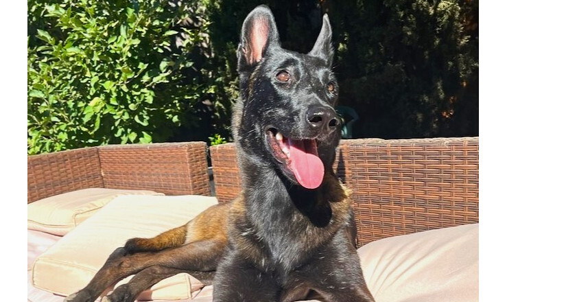 Marchesa, an adoptable Belgian Shepherd / Malinois in Fulton, CA, 95439 | Photo Image 1