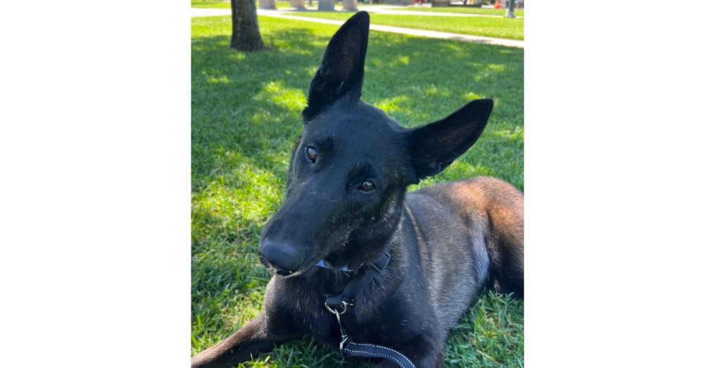 Marsh, an adoptable Belgian Shepherd / Malinois in Fulton, CA, 95439 | Photo Image 1