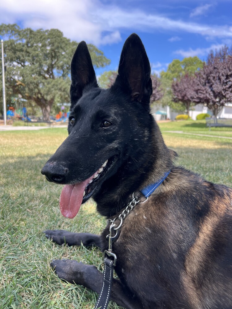 Marsh, an adoptable Belgian Shepherd / Malinois in Fulton, CA, 95439 | Photo Image 2