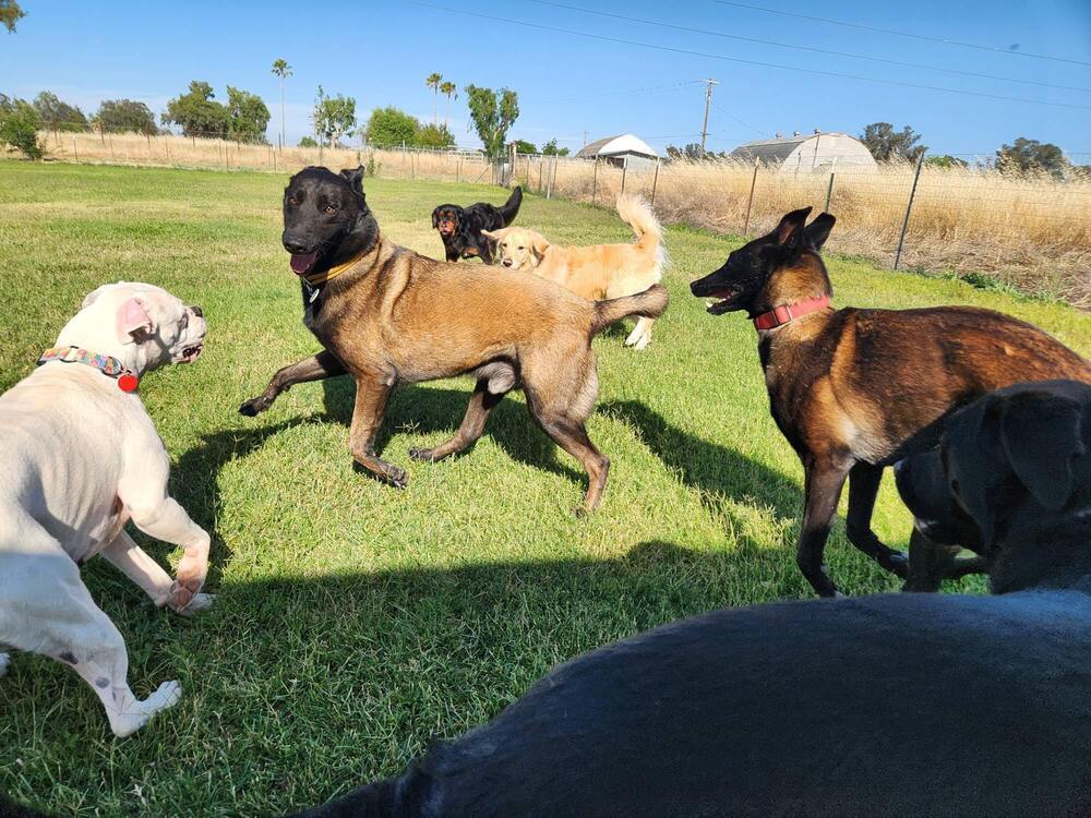 Marchesa, an adoptable Belgian Shepherd / Malinois in Fulton, CA, 95439 | Photo Image 3
