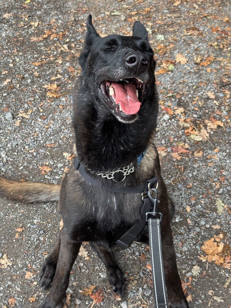Marsh, an adoptable Belgian Shepherd / Malinois in Fulton, CA, 95439 | Photo Image 3