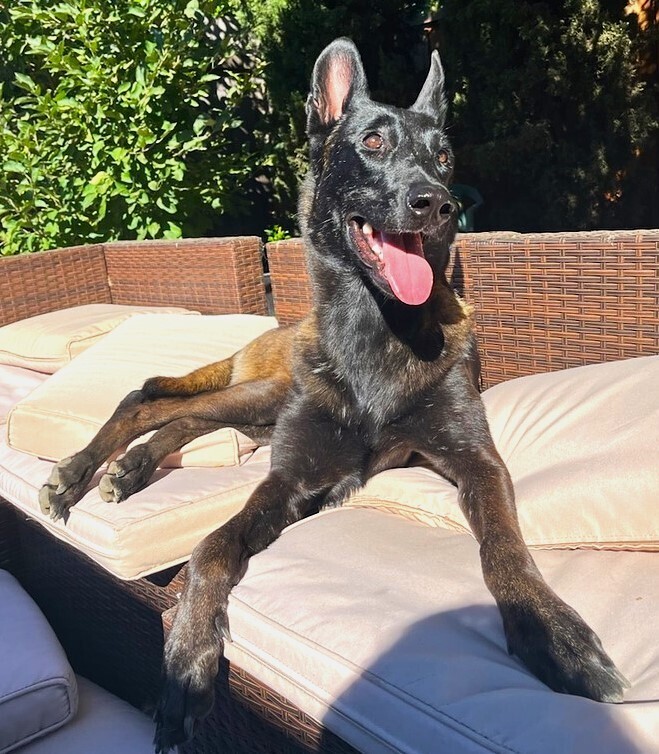 Marchesa, an adoptable Belgian Shepherd / Malinois in Fulton, CA, 95439 | Photo Image 4