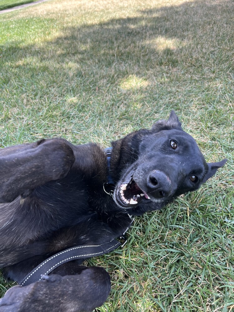 Marsh, an adoptable Belgian Shepherd / Malinois in Fulton, CA, 95439 | Photo Image 4