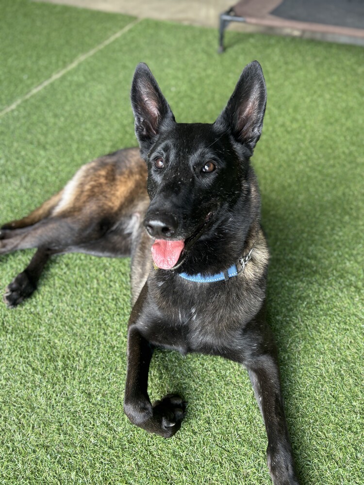 Marsh, an adoptable Belgian Shepherd / Malinois in Fulton, CA, 95439 | Photo Image 5