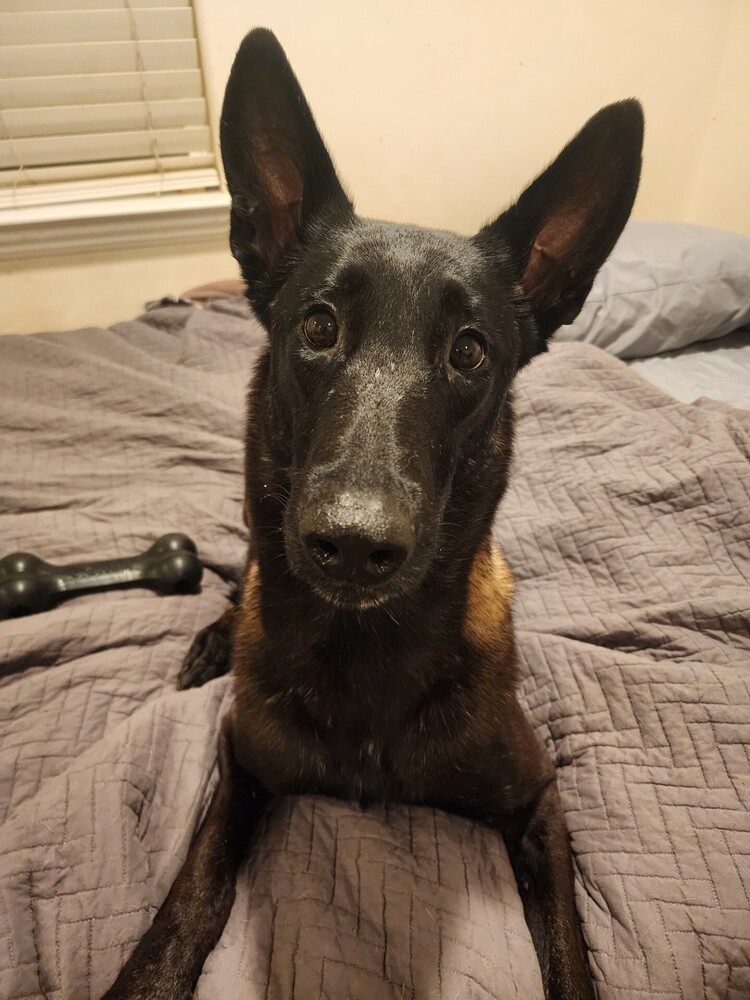 Marchesa, an adoptable Belgian Shepherd / Malinois in Fulton, CA, 95439 | Photo Image 6