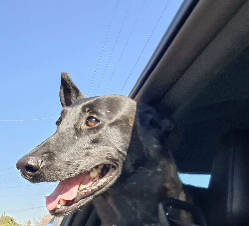 Marsh, an adoptable Belgian Shepherd / Malinois in Fulton, CA, 95439 | Photo Image 6