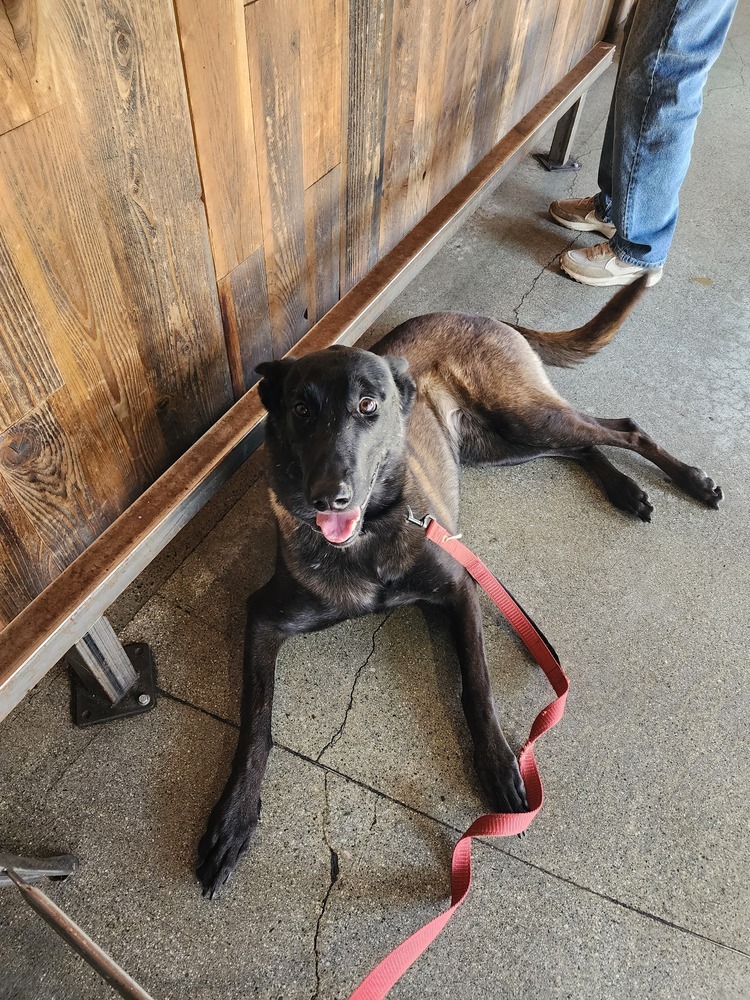 Marsh, an adoptable Belgian Shepherd / Malinois in Fulton, CA, 95439 | Photo Image 6