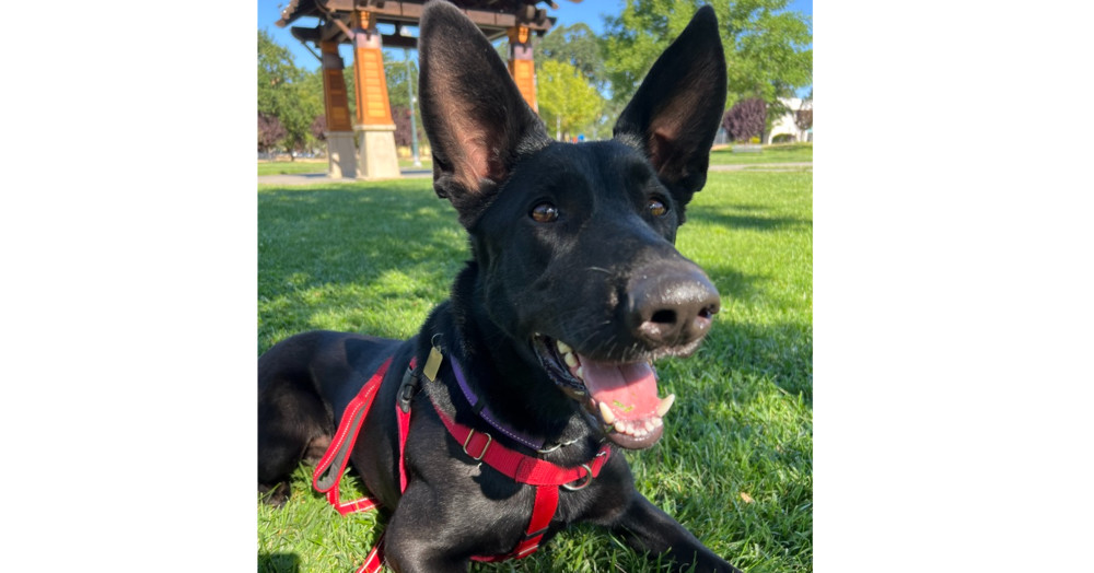 Ari, an adoptable German Shepherd Dog, Doberman Pinscher in Fulton, CA, 95439 | Photo Image 1