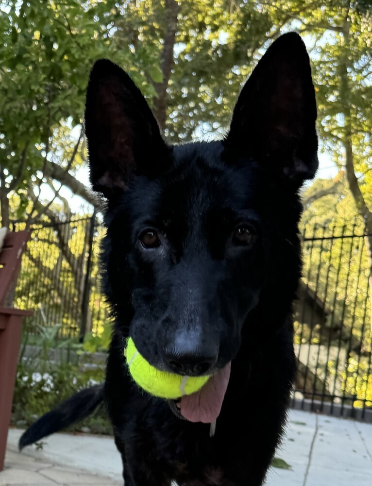 Loki, an adoptable German Shepherd Dog in Fulton, CA, 95439 | Photo Image 1