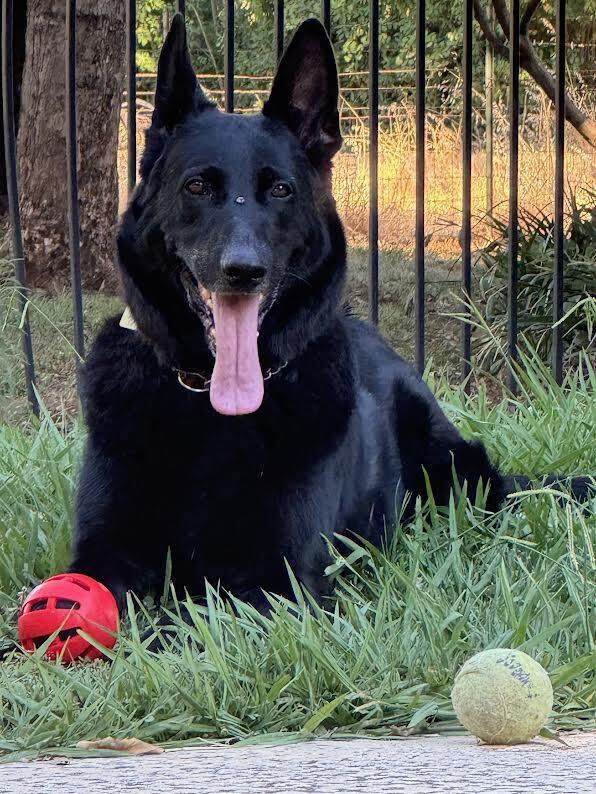 Loki, an adoptable German Shepherd Dog in Fulton, CA, 95439 | Photo Image 1