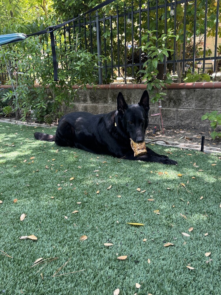 Loki, an adoptable German Shepherd Dog in Fulton, CA, 95439 | Photo Image 2