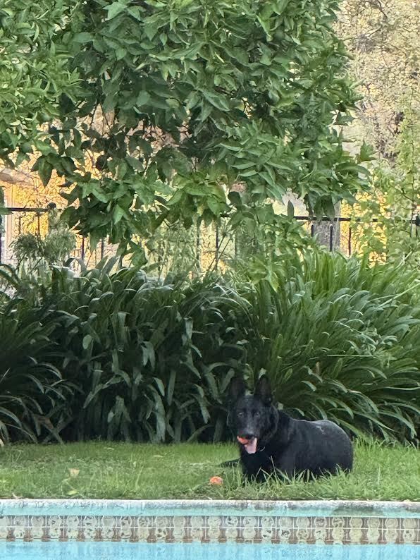 Loki, an adoptable German Shepherd Dog in Fulton, CA, 95439 | Photo Image 2