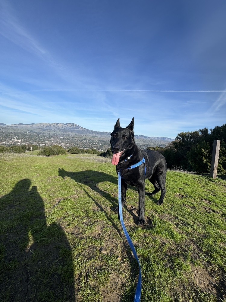 Loki, an adoptable German Shepherd Dog in Fulton, CA, 95439 | Photo Image 3