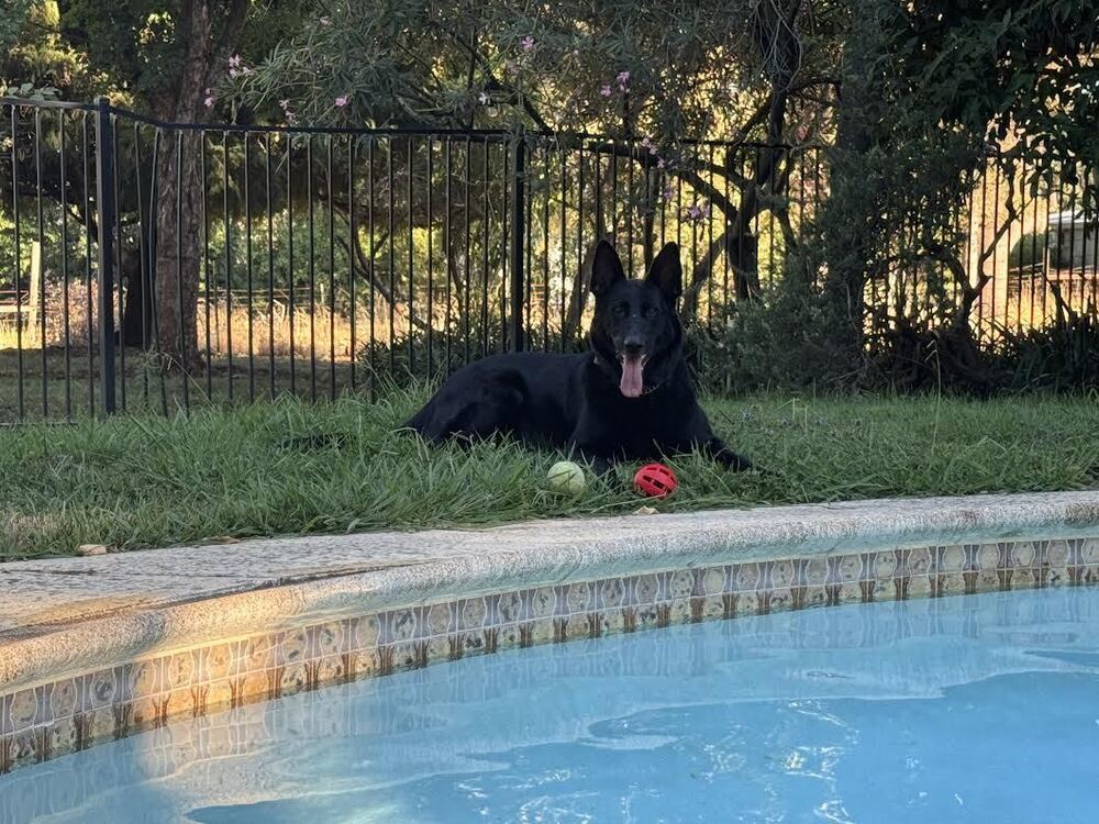 Loki, an adoptable German Shepherd Dog in Fulton, CA, 95439 | Photo Image 3