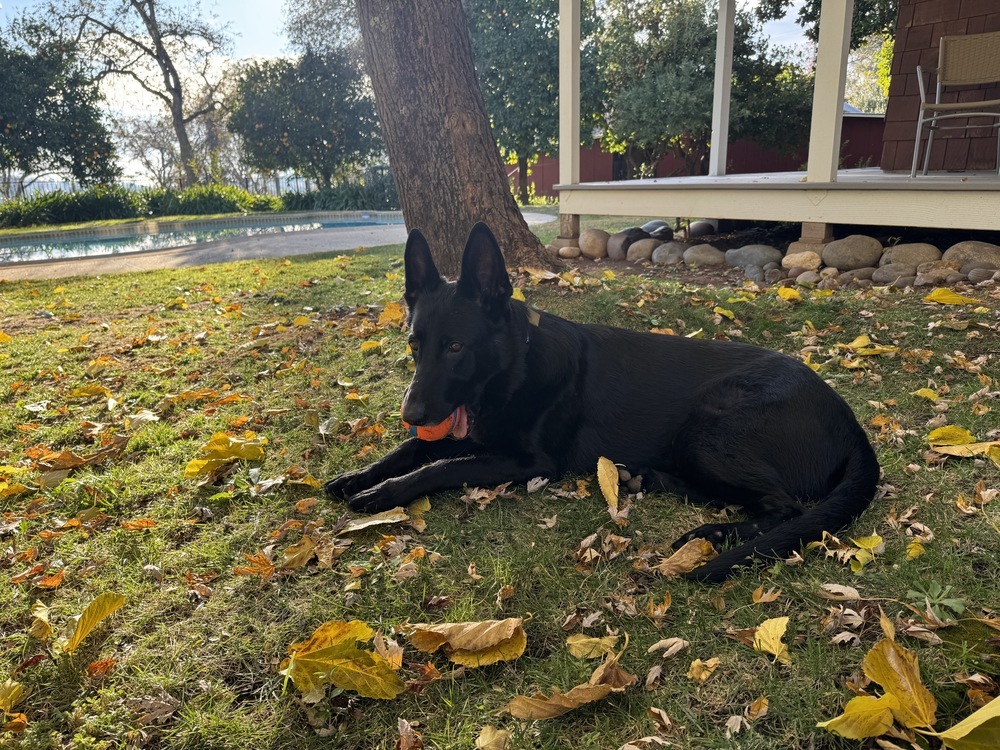 Loki, an adoptable German Shepherd Dog in Fulton, CA, 95439 | Photo Image 4