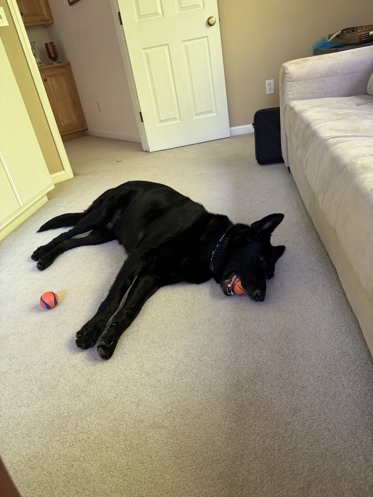 Loki, an adoptable German Shepherd Dog in Fulton, CA, 95439 | Photo Image 4