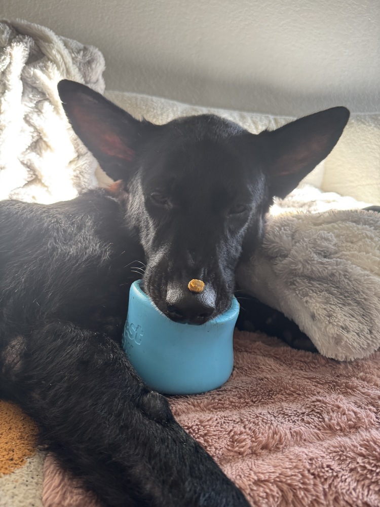 Loki, an adoptable German Shepherd Dog in Fulton, CA, 95439 | Photo Image 5
