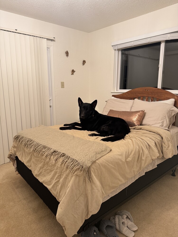 Loki, an adoptable German Shepherd Dog in Fulton, CA, 95439 | Photo Image 6