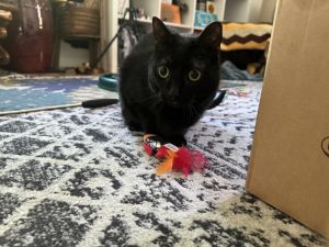 Olive, Adult Female Domestic Short Hair