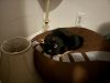Olive photo 3